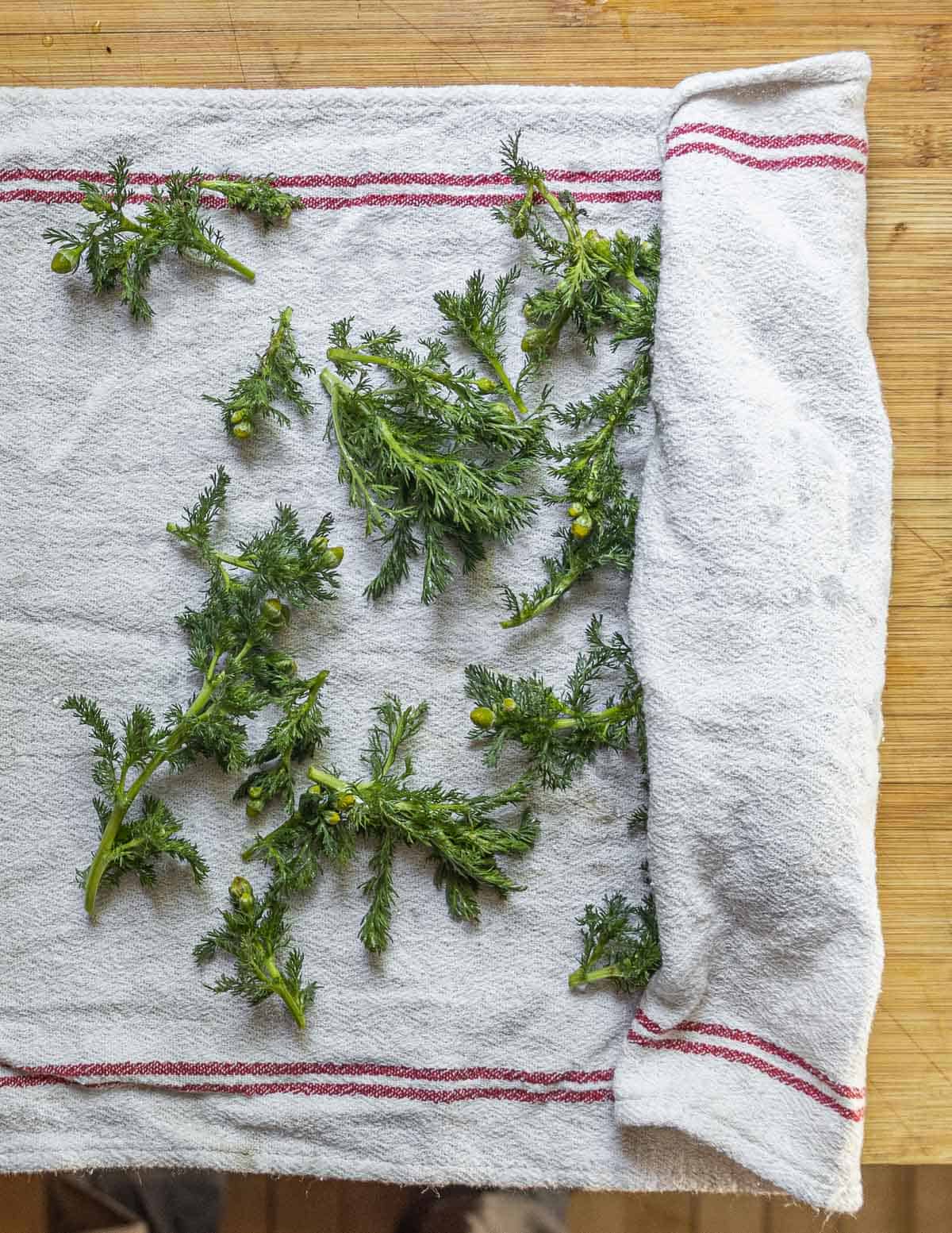 Rolling soaked pineapple weed in a towel for storing in the fridge. 