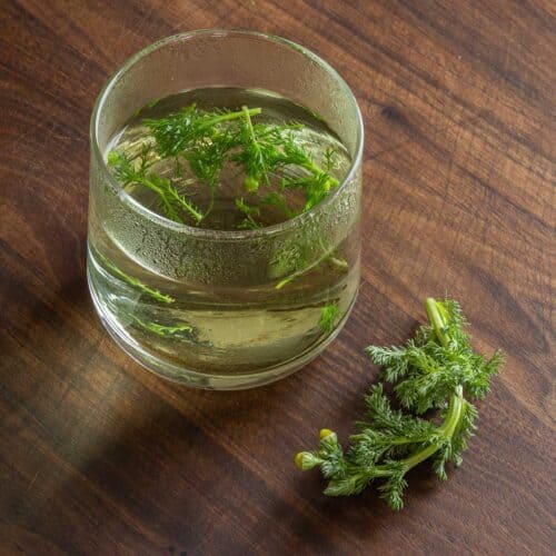 Pineapple Weed (Wild Chamomile) Forager Chef