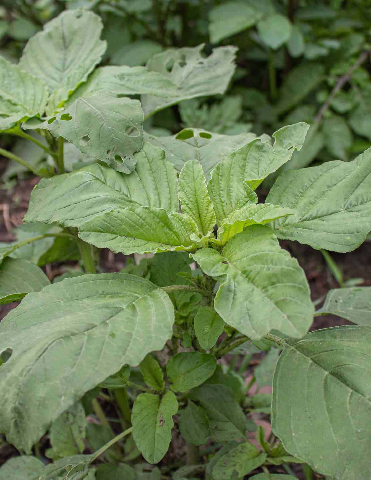 Quintoniles, a type of amaranth growing in a garden.