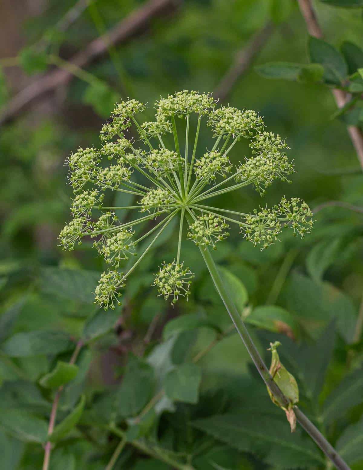 Green angelica flowers growing in the Summer. 