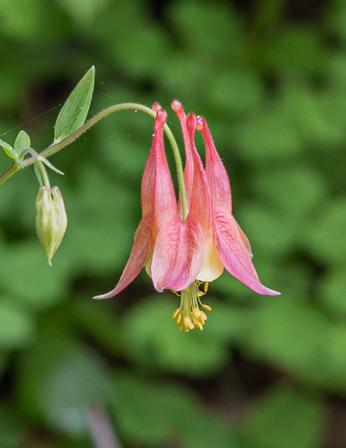A close up image of columbine flowers. 