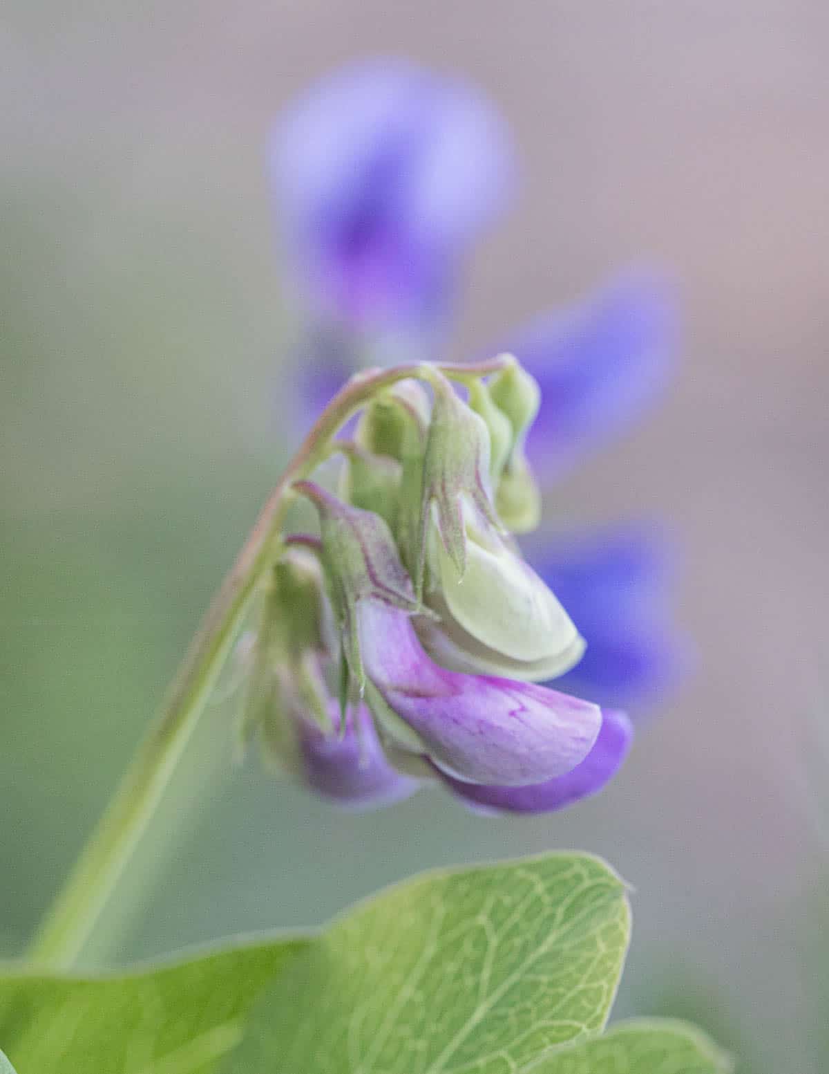 A close up image of beach pea flowers. 