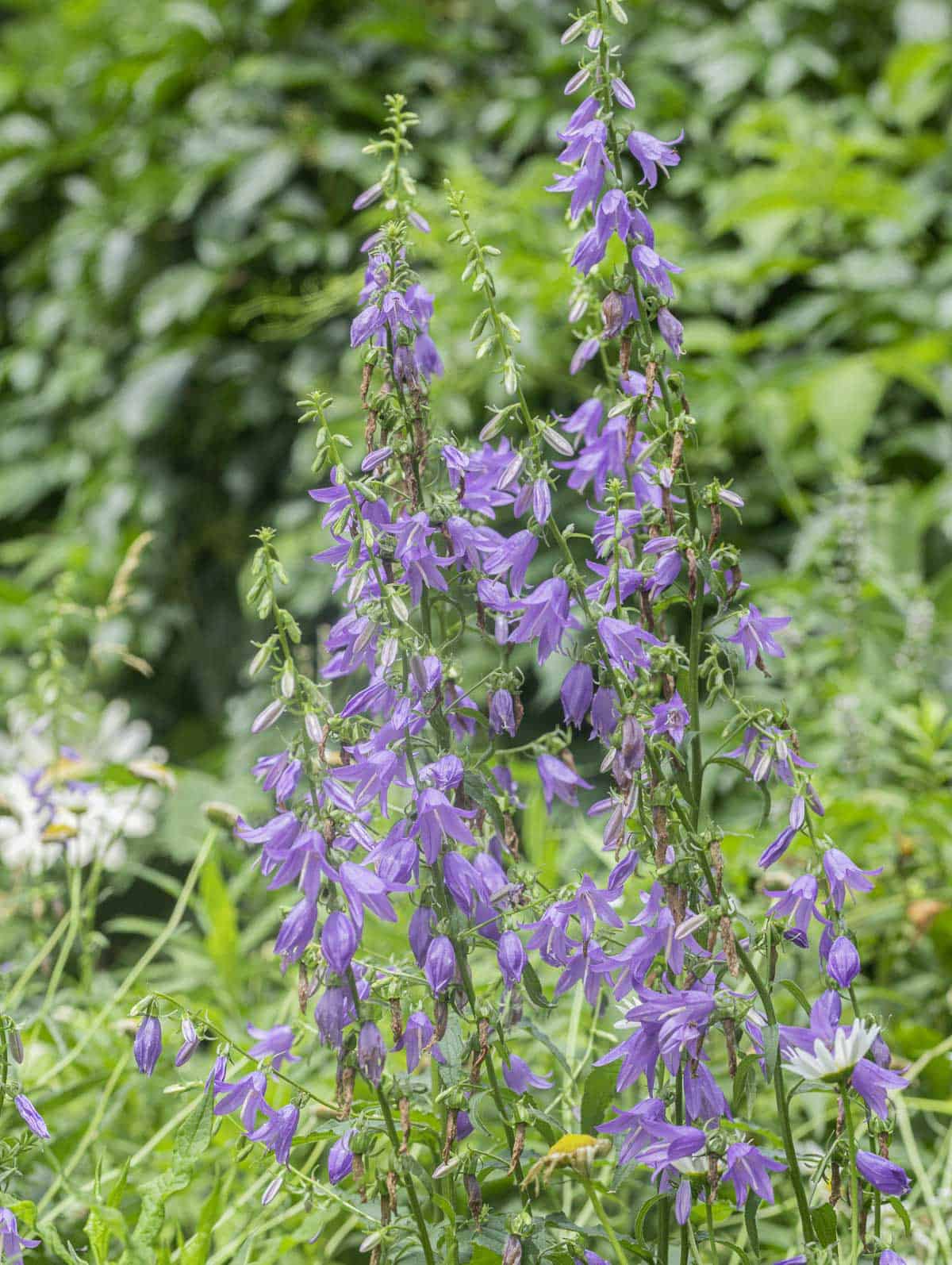 Campanula rapunculoides flowers blooming in the summer. 