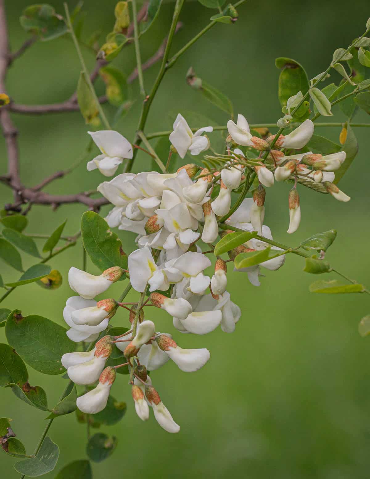 A close up image of white black locust flowers growing on a branch. 