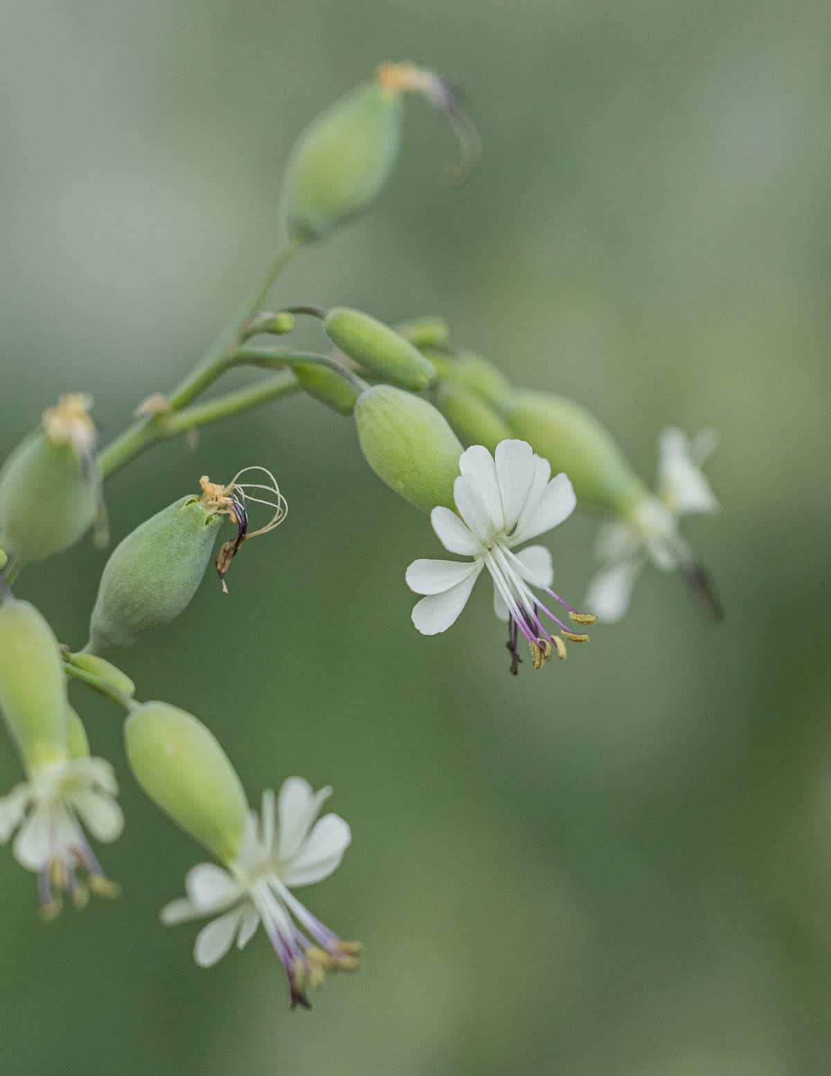 A close up image of bladder campion flowers. 