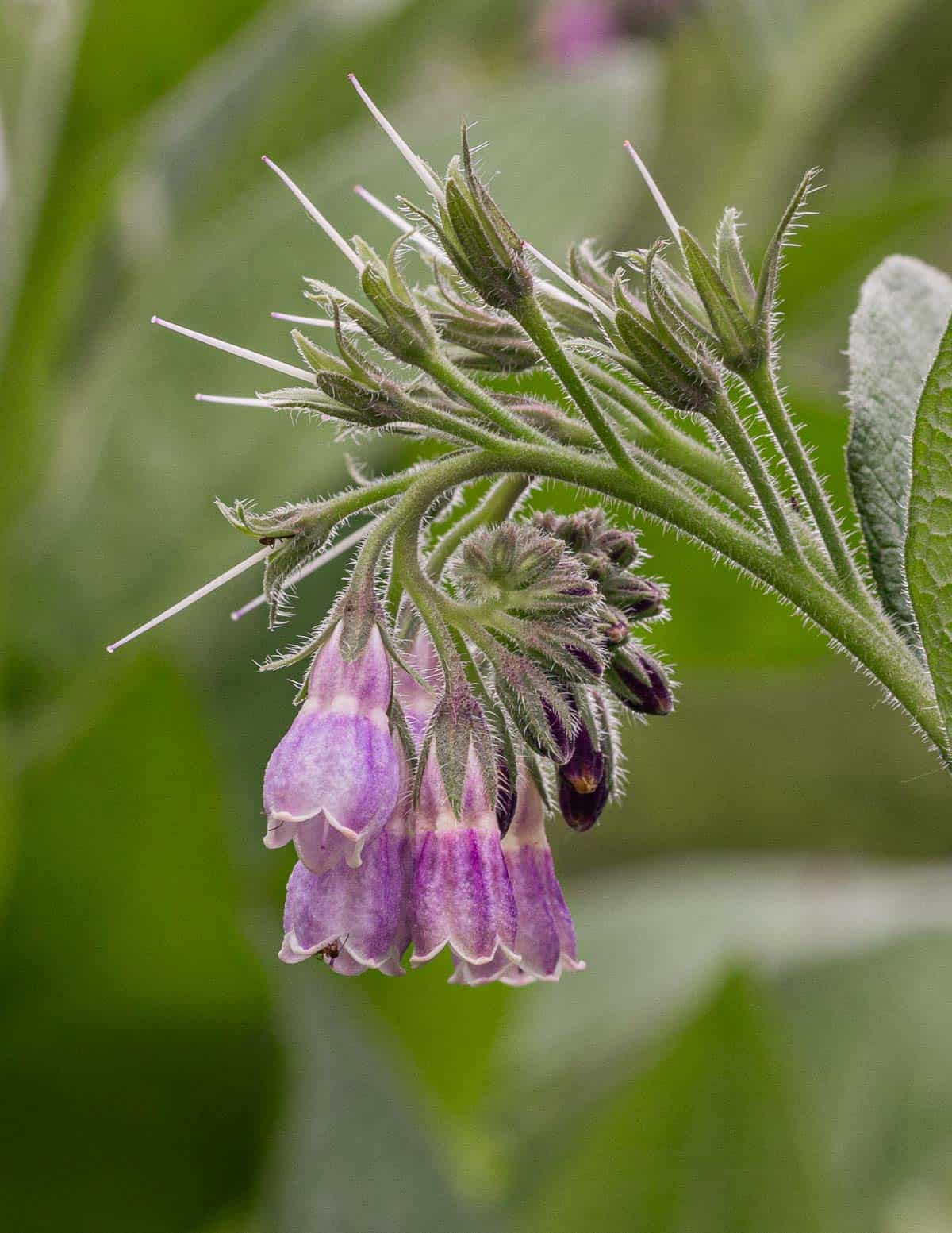 Purple, edible comfrey flowers growing in the summer. 