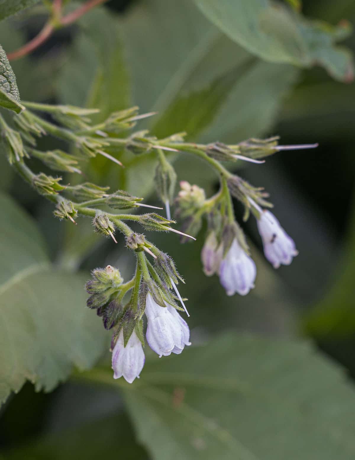 White comfrey flowers growing in the summer. 