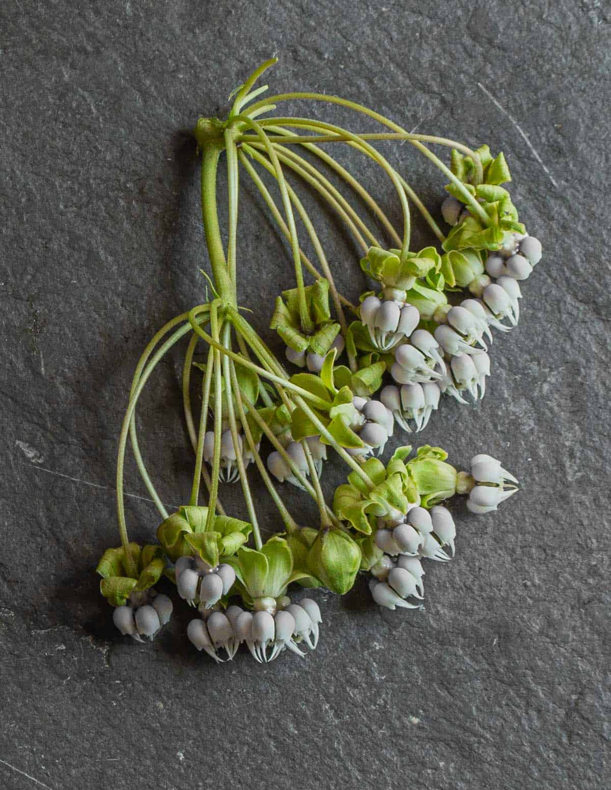 White poke milkweed (Asclepias exaltata) flowers on a slate background. 