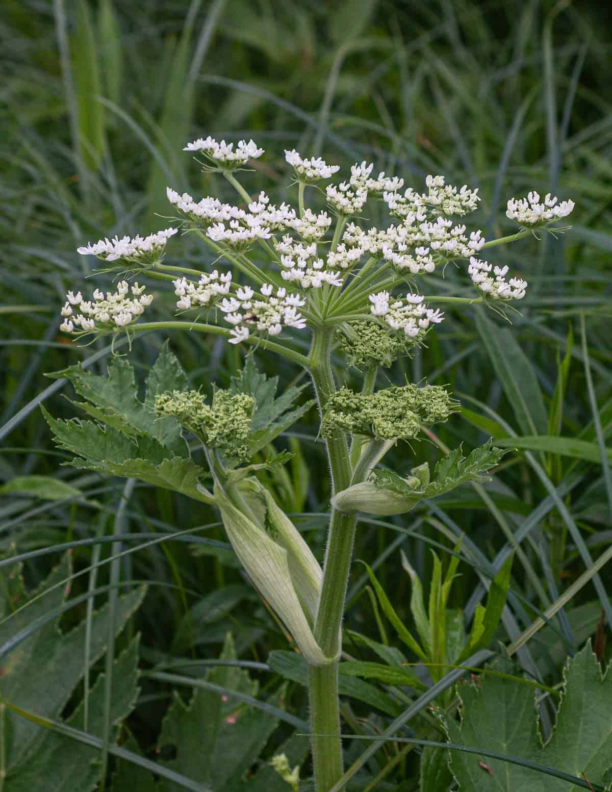 White cow parsnip flowers growing on the plant. 