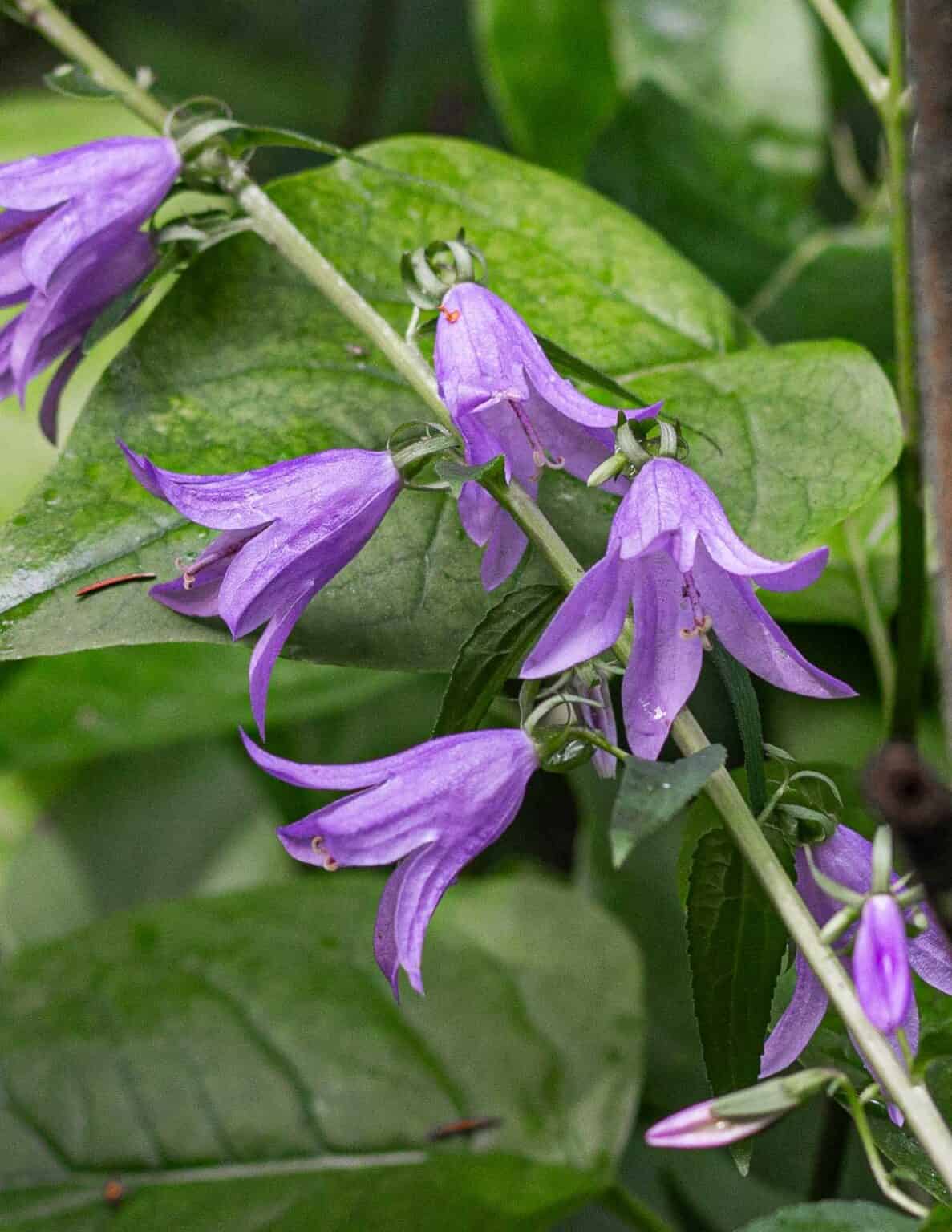 Edible Wildflowers - Forager | Chef