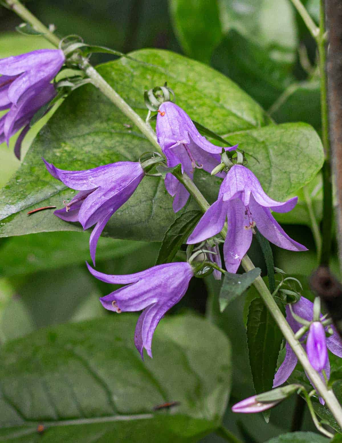 Purple creeping bell flowers growing in the summer. 