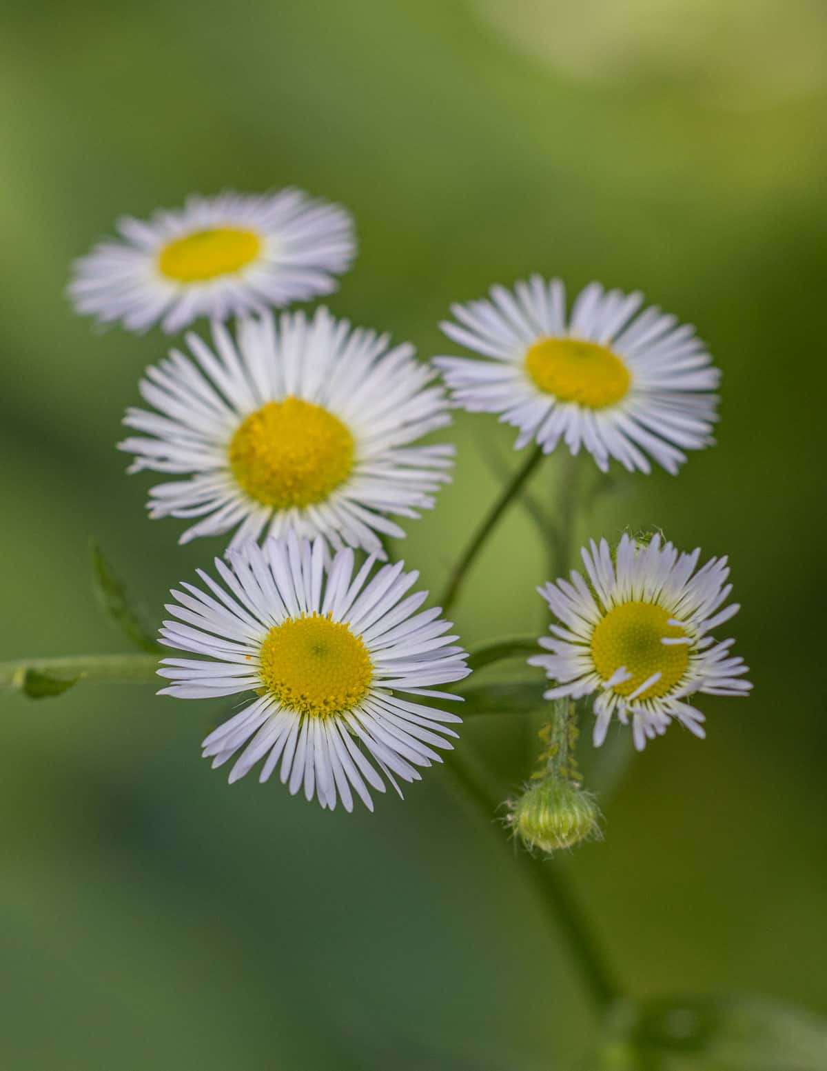 A close up image of daisy fleabane flowers. 