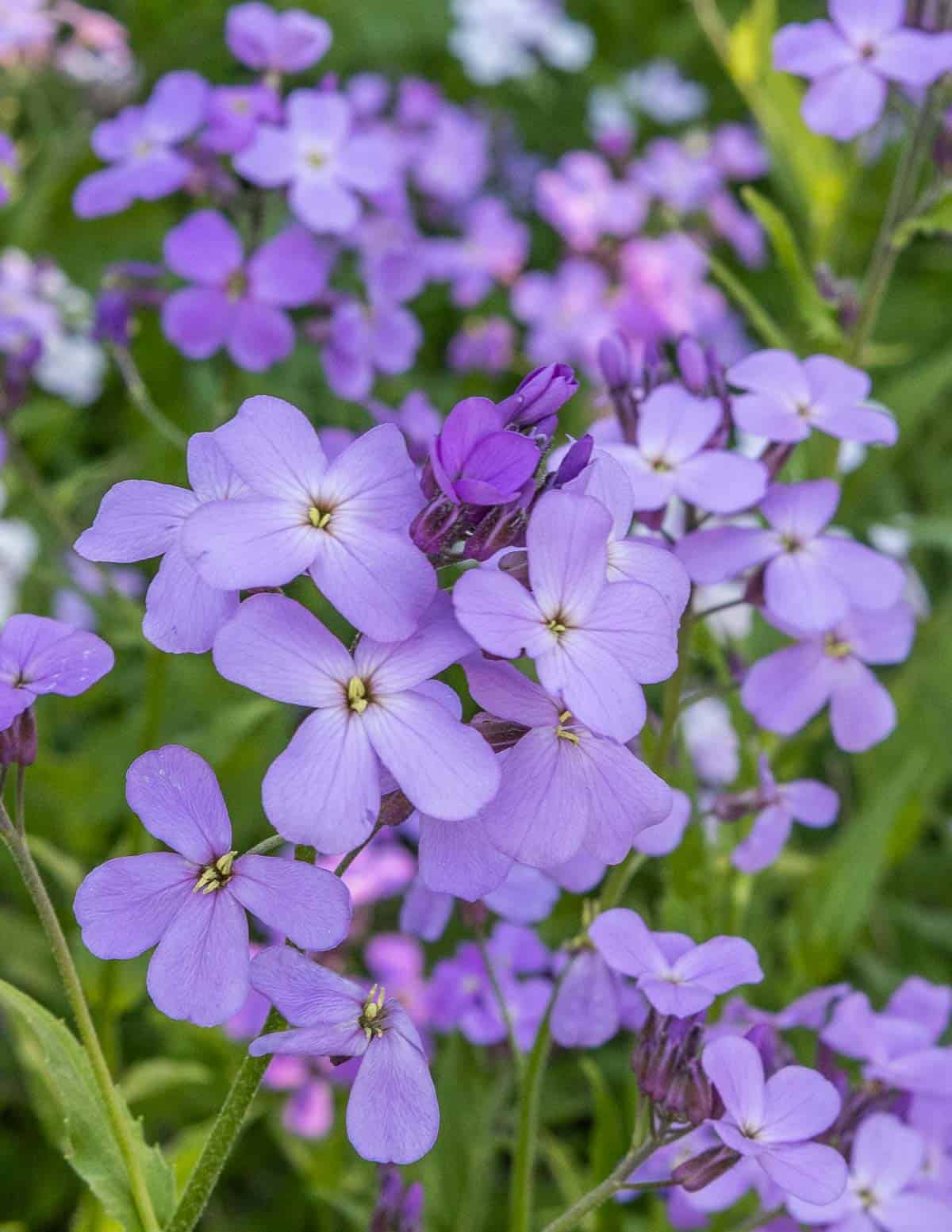 Purple dames rocket flowers growing in a large colony. 