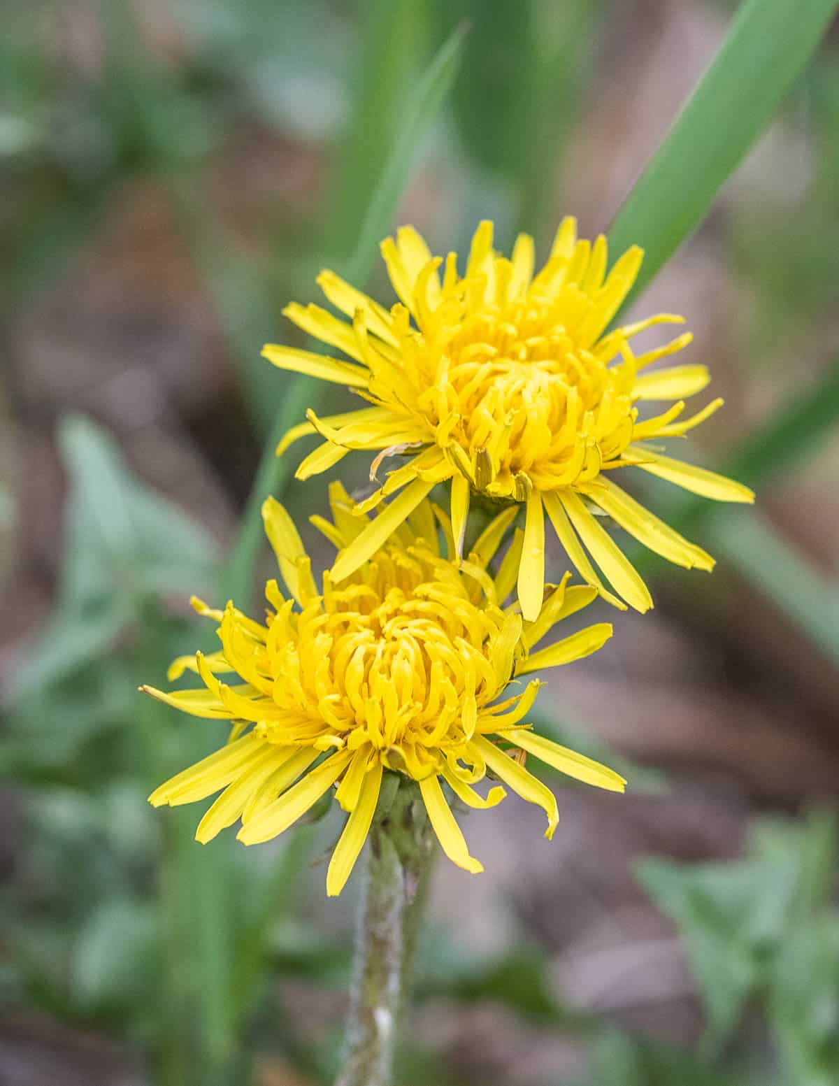 Dandelion flowers growing in May. 