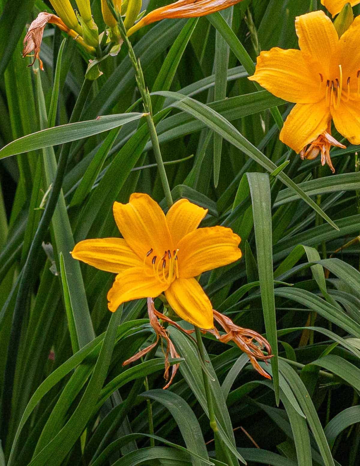 Day lily flowers growing in a garden in July. 