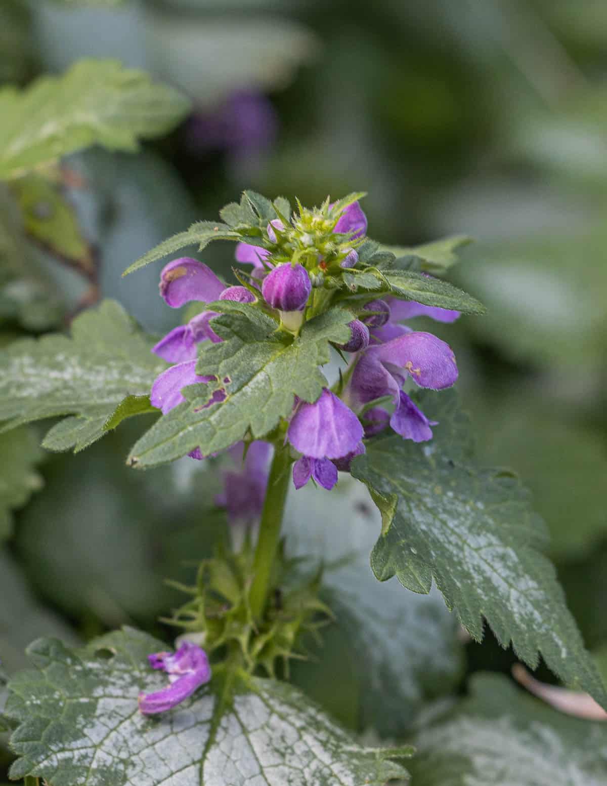 Purple dead nettle flowers growing in May. 