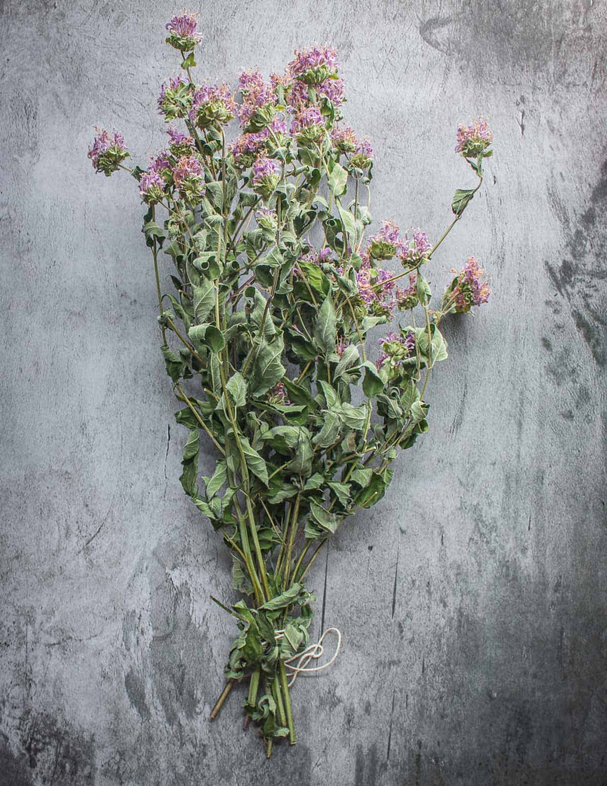 A bundle of dried bee balm flowers. 