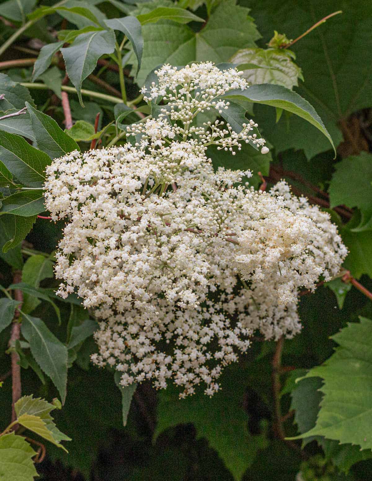 Elderflowers in bloom. 