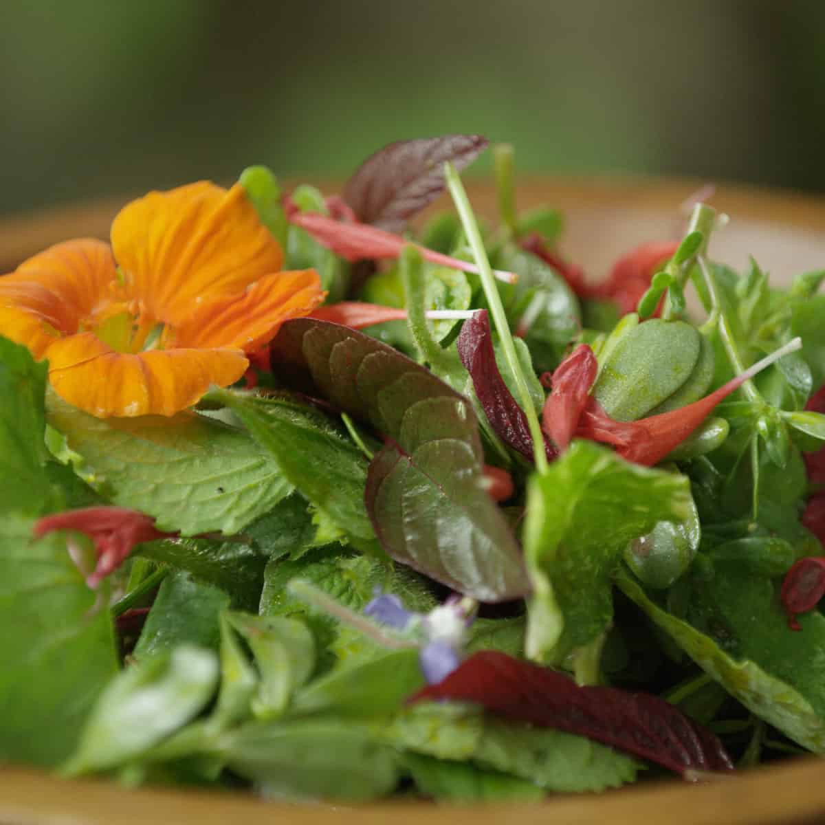 A salad garnished with wild bee balm flowers. 