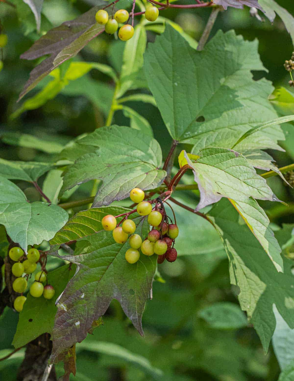 Unripe highbush cranberries with yellow fruit (Viburnum trilobum) in the woods. 