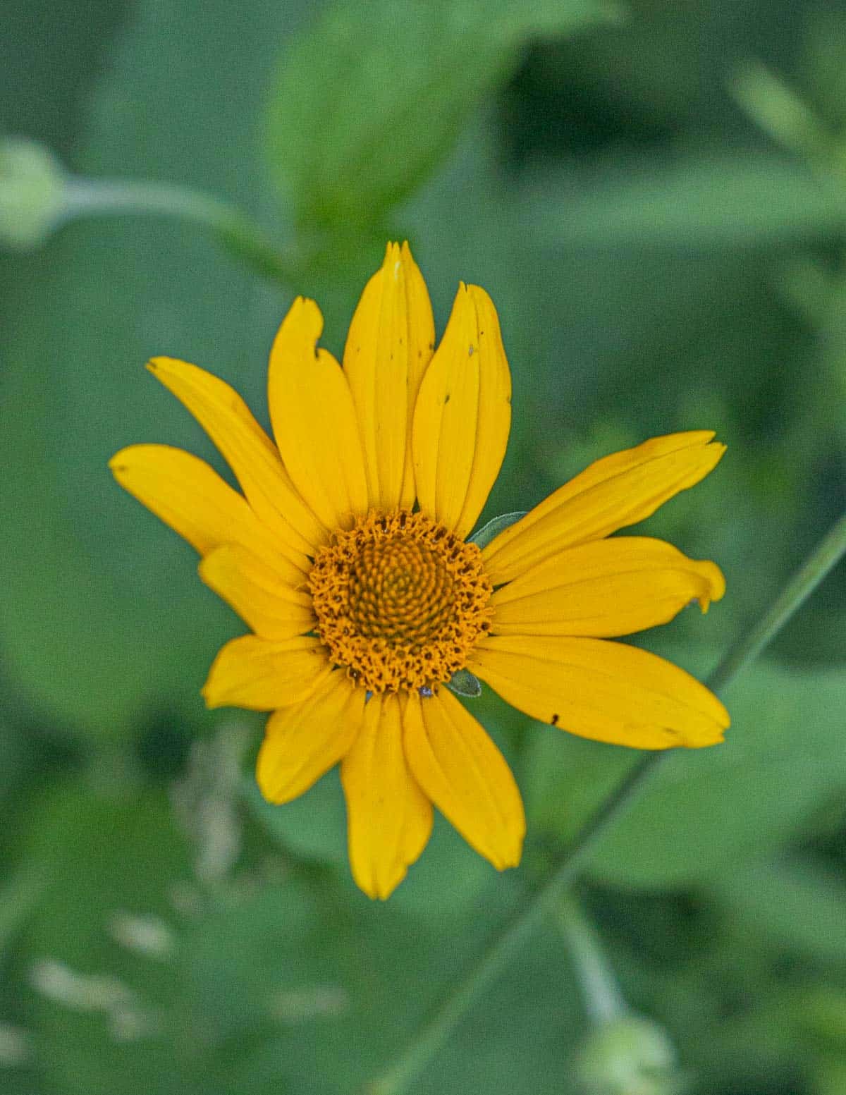 A close up picture of yellow sunchoke flowers. 