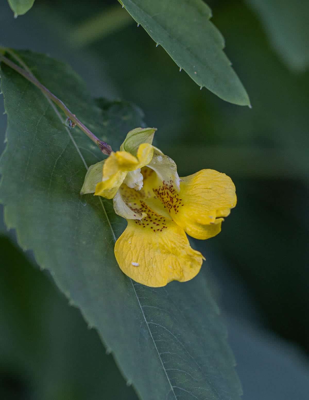 Yellow jewelweed flowers growing in the Summer.