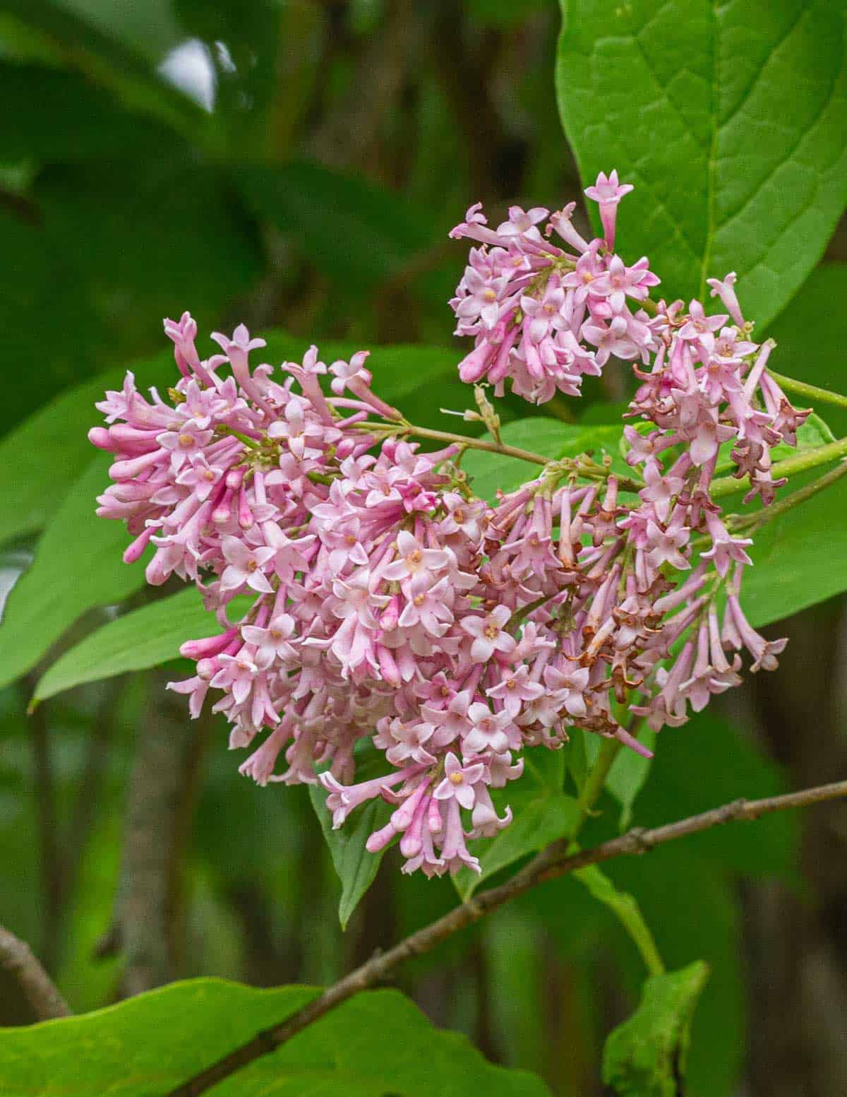 Pink lilac flowers growing in May. 