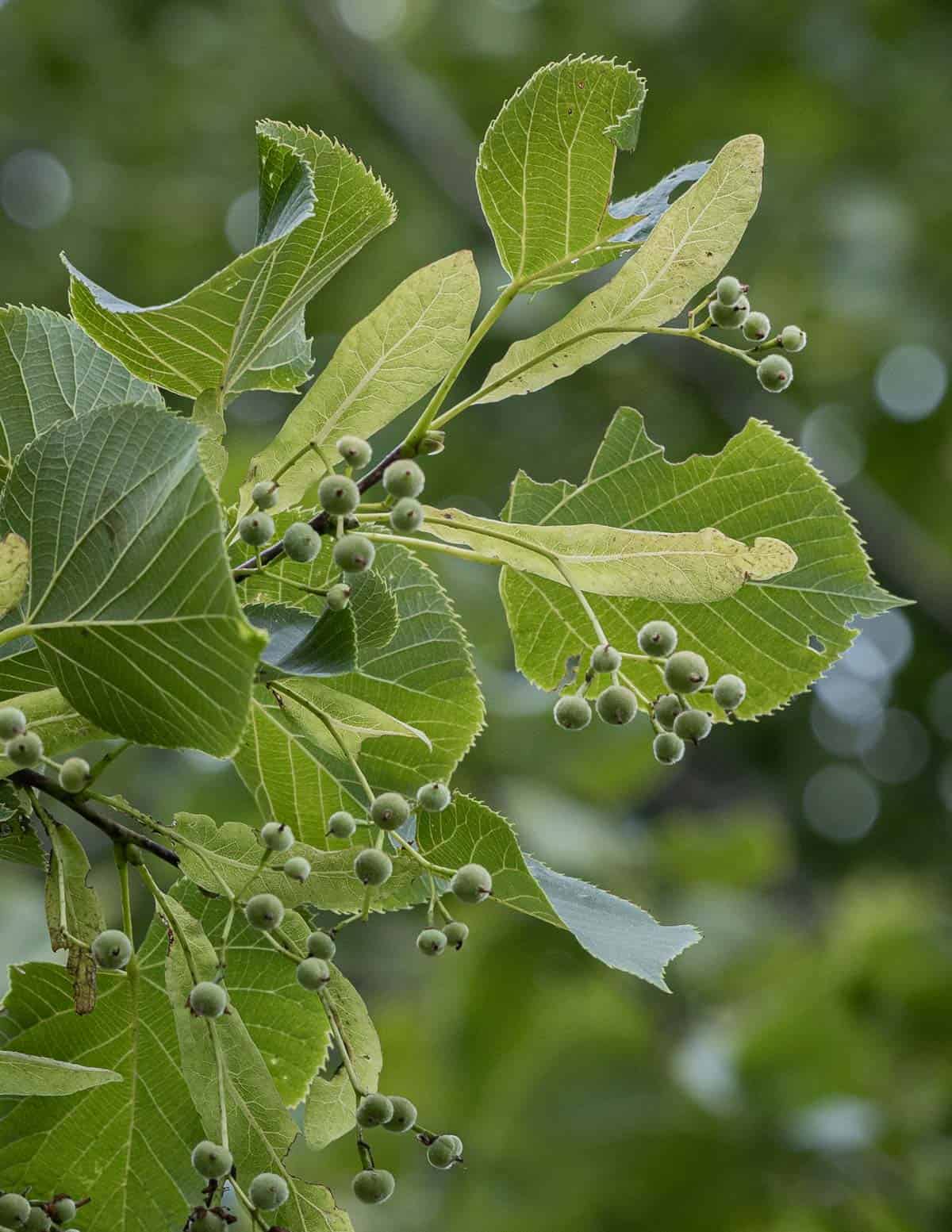 Green linden seeds on a basswood tree (Tilia americana).