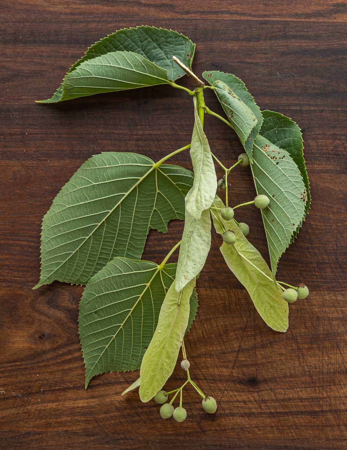 A basswood branch with yellow bracts, leaves and seeds attached.