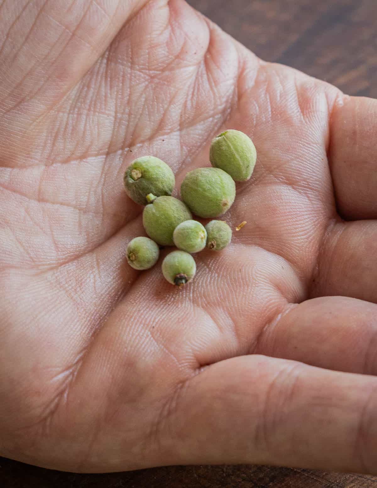 Green linden seeds of various sizes in a palm. 