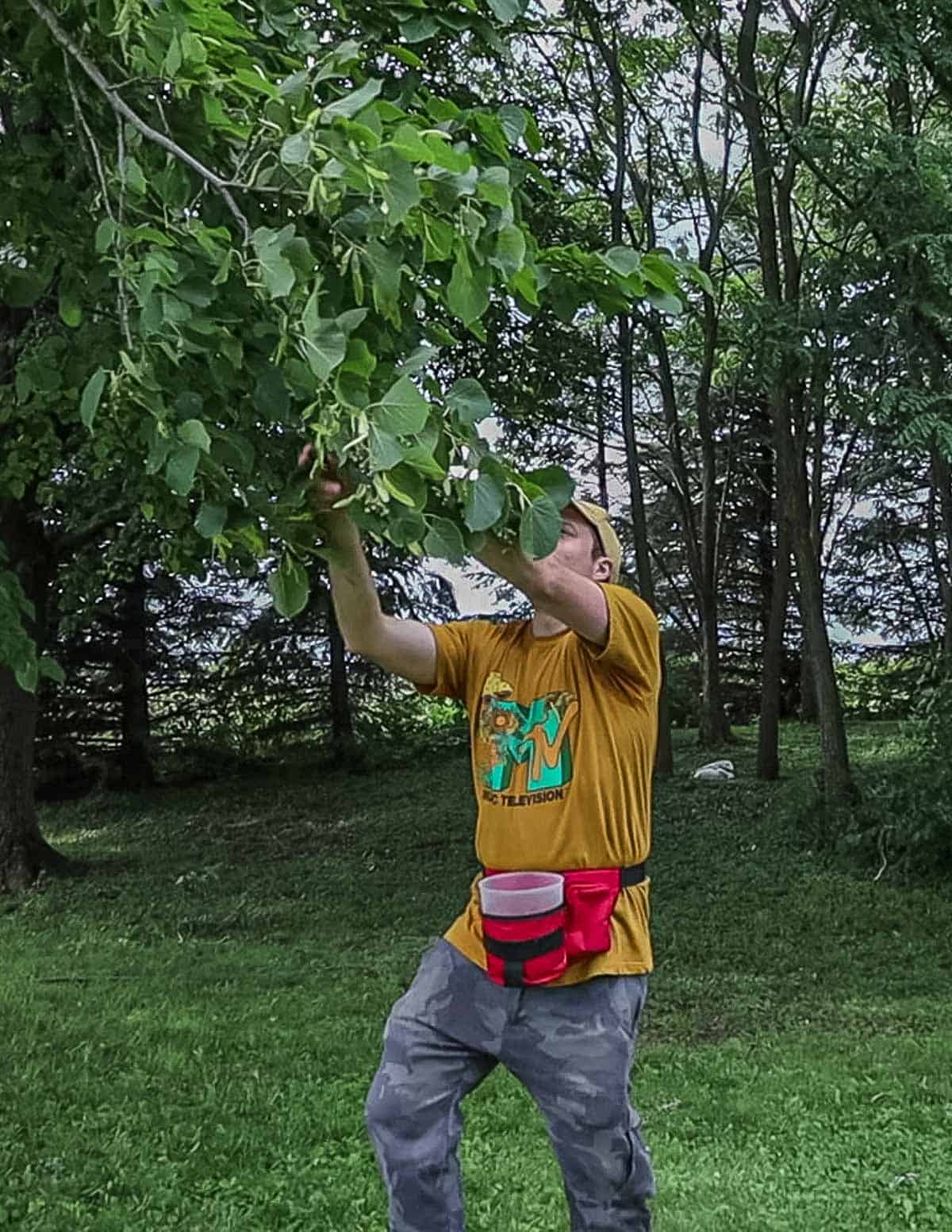 Picking linden seeds from a tree using a blickey. 