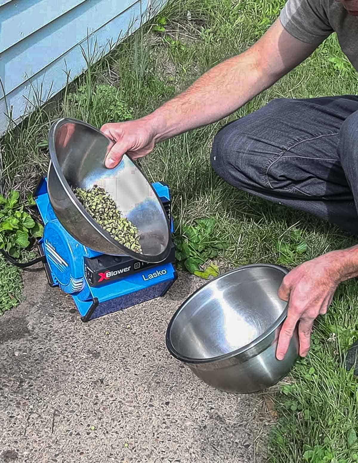 Winnowing basswood seeds using a box fan and metal bowls. 