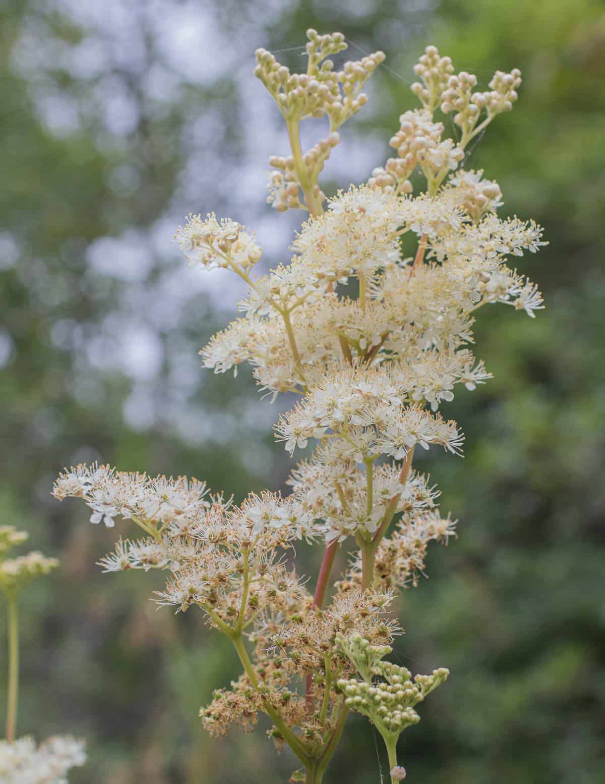 Meadowsweet flowers growing in the summer. 