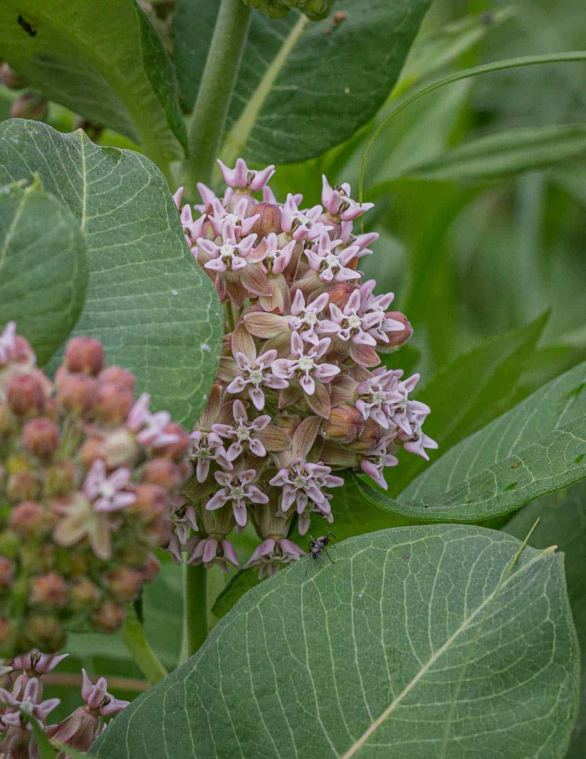 Milkweed plants showing flowers in the Summer. 