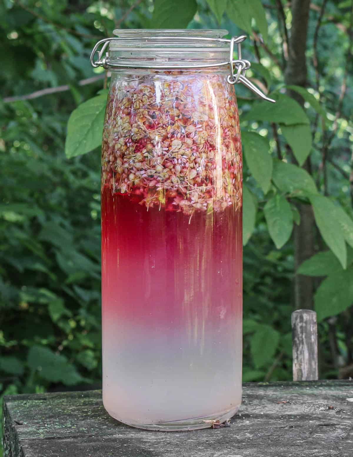 A jar of hot pink syrup made with wild milkweed flowers. 