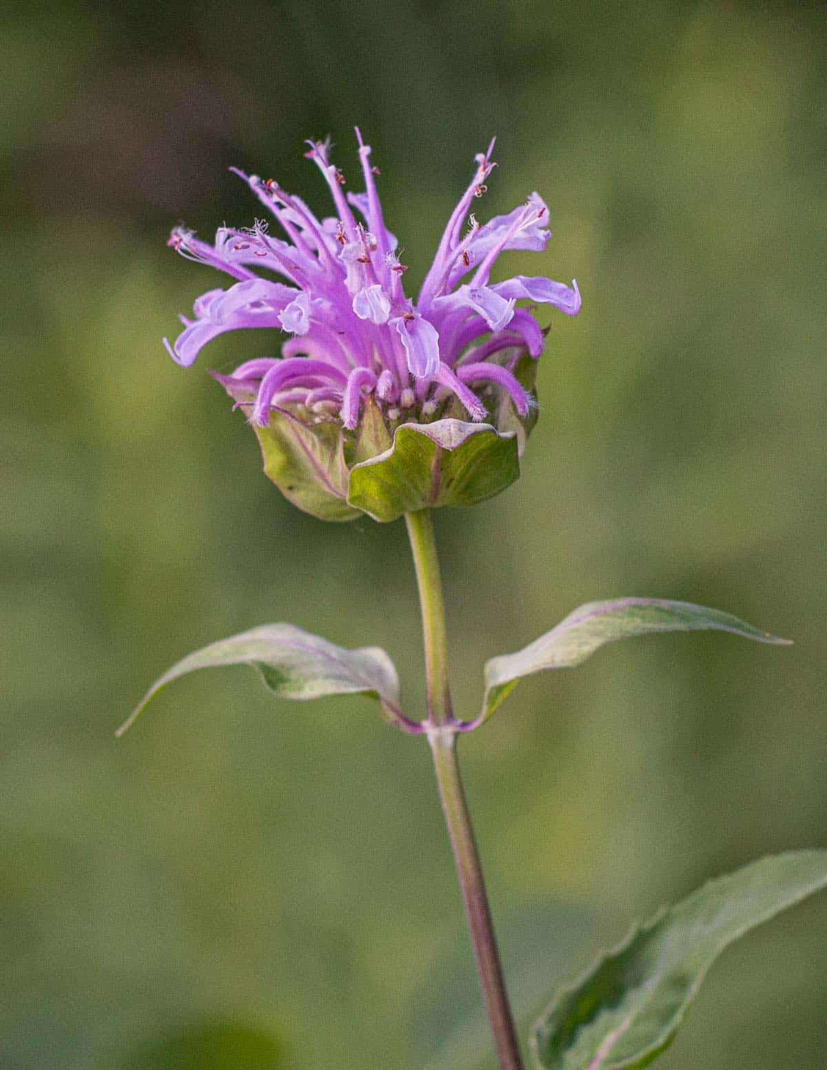 A close up image of wild bee balm flowers. 