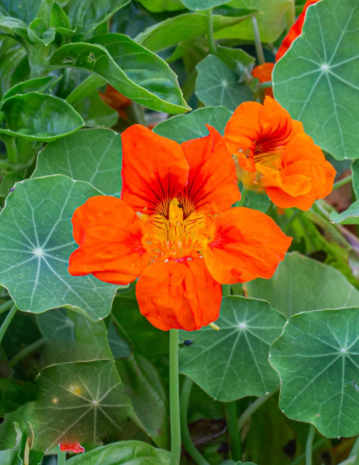 Edible nasturtium flowers growing in July. 