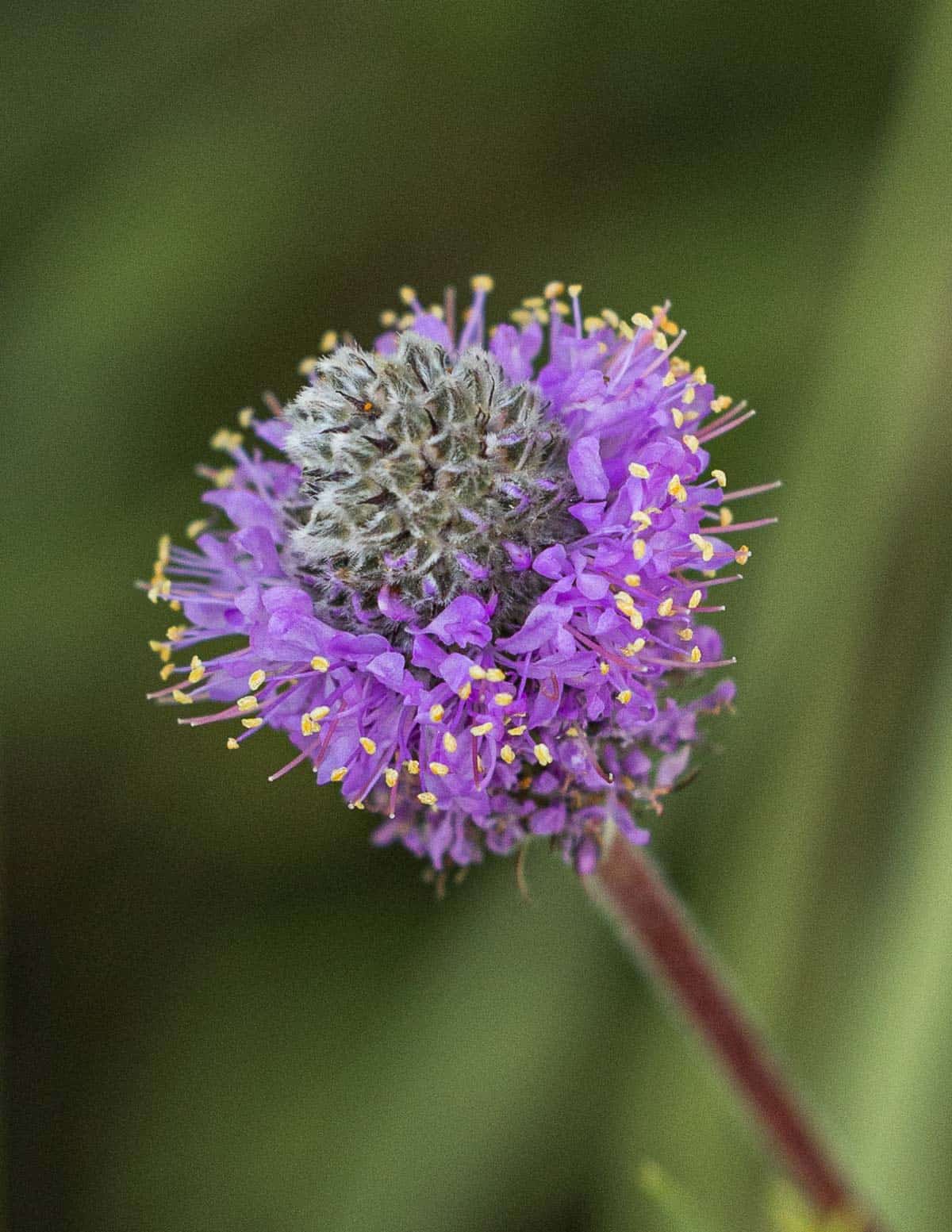 Purple prairie clover flowers (Dalea purpurea). 