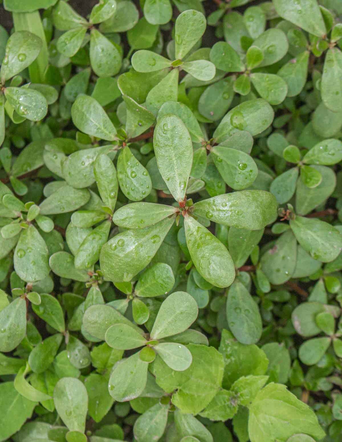 Purslane or verdolagas growing in a garden.