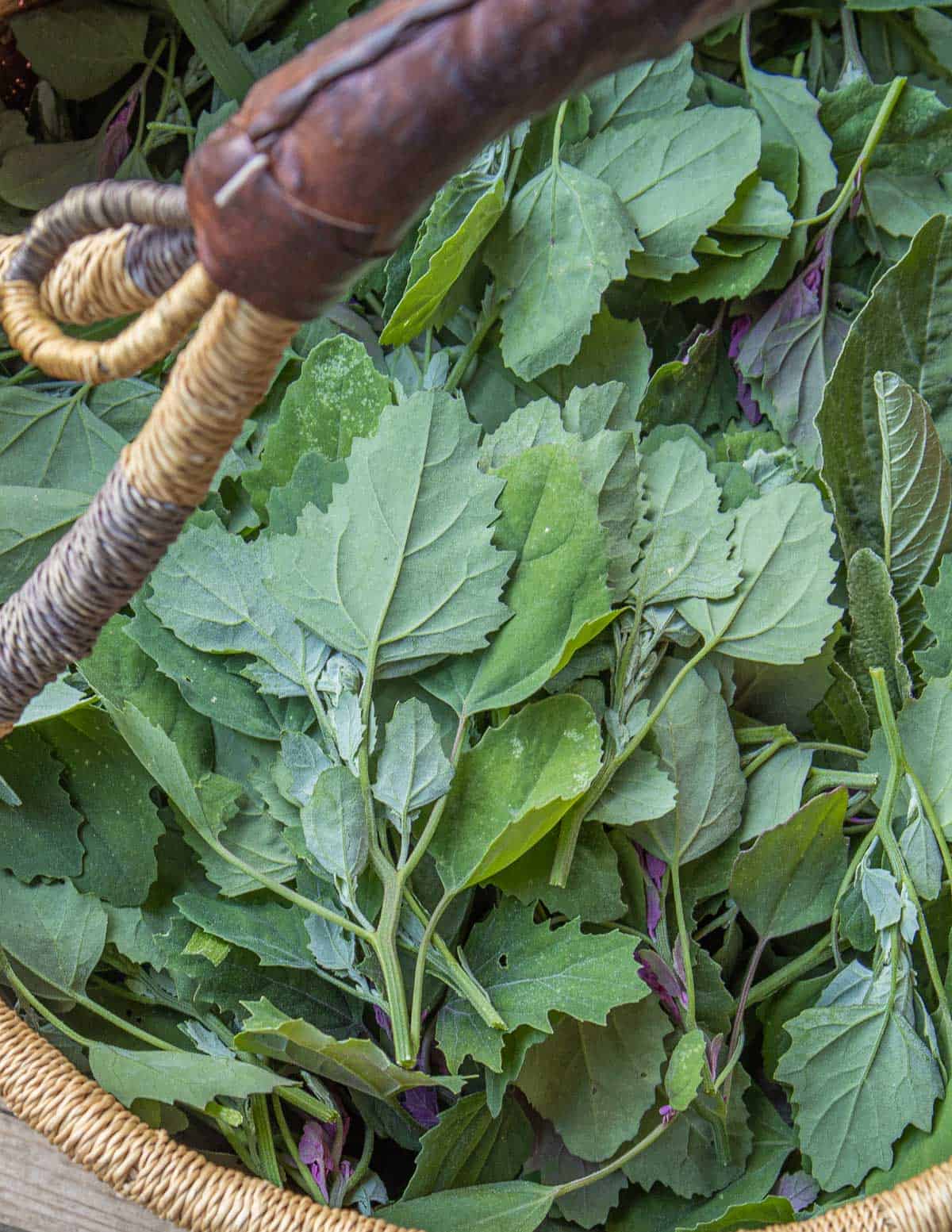 A basketful of quelite cenizo.