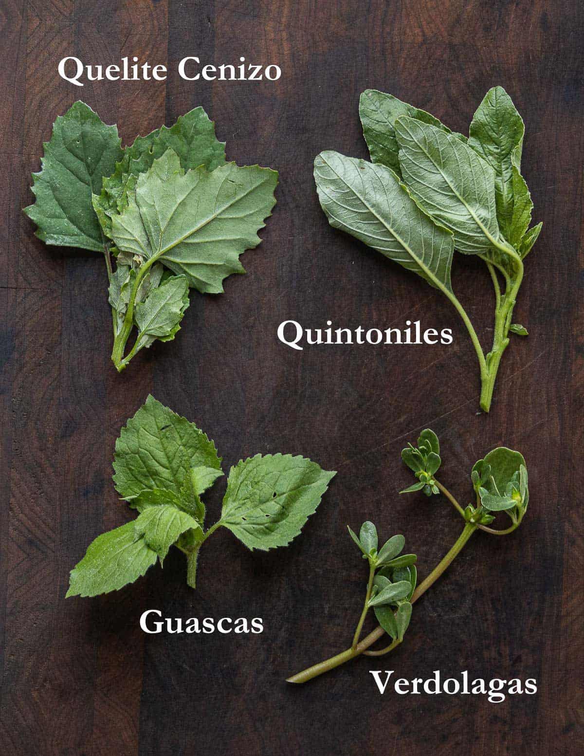 Quelite cenizo, quintoniles, verdolagas and guascas.