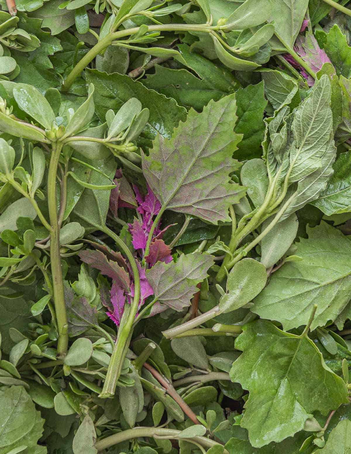 Lambs qarters, amaranth and purslane greens. 