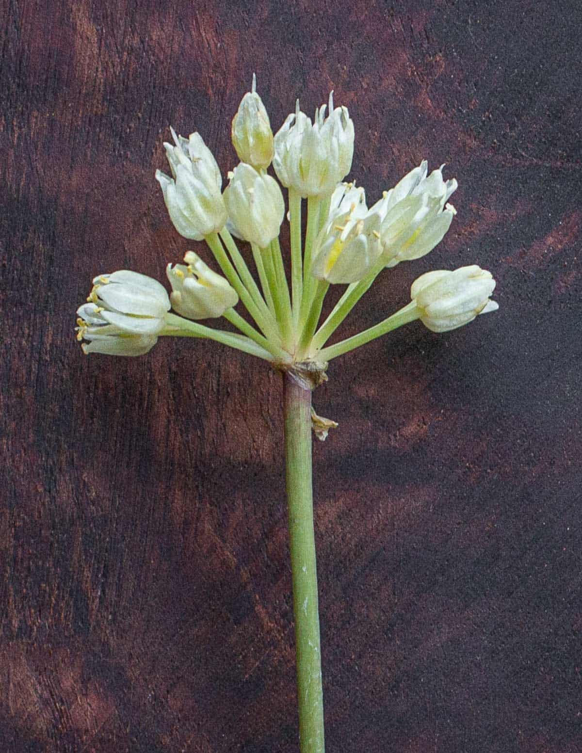A close up picture of ramp or wild garlic flowers. 