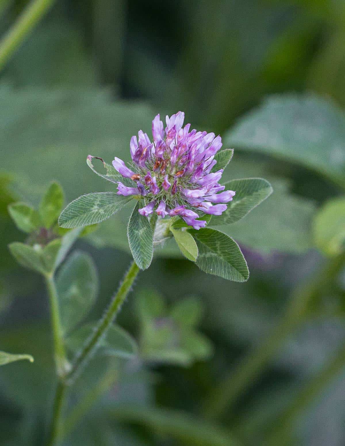 Red clover flowers. 