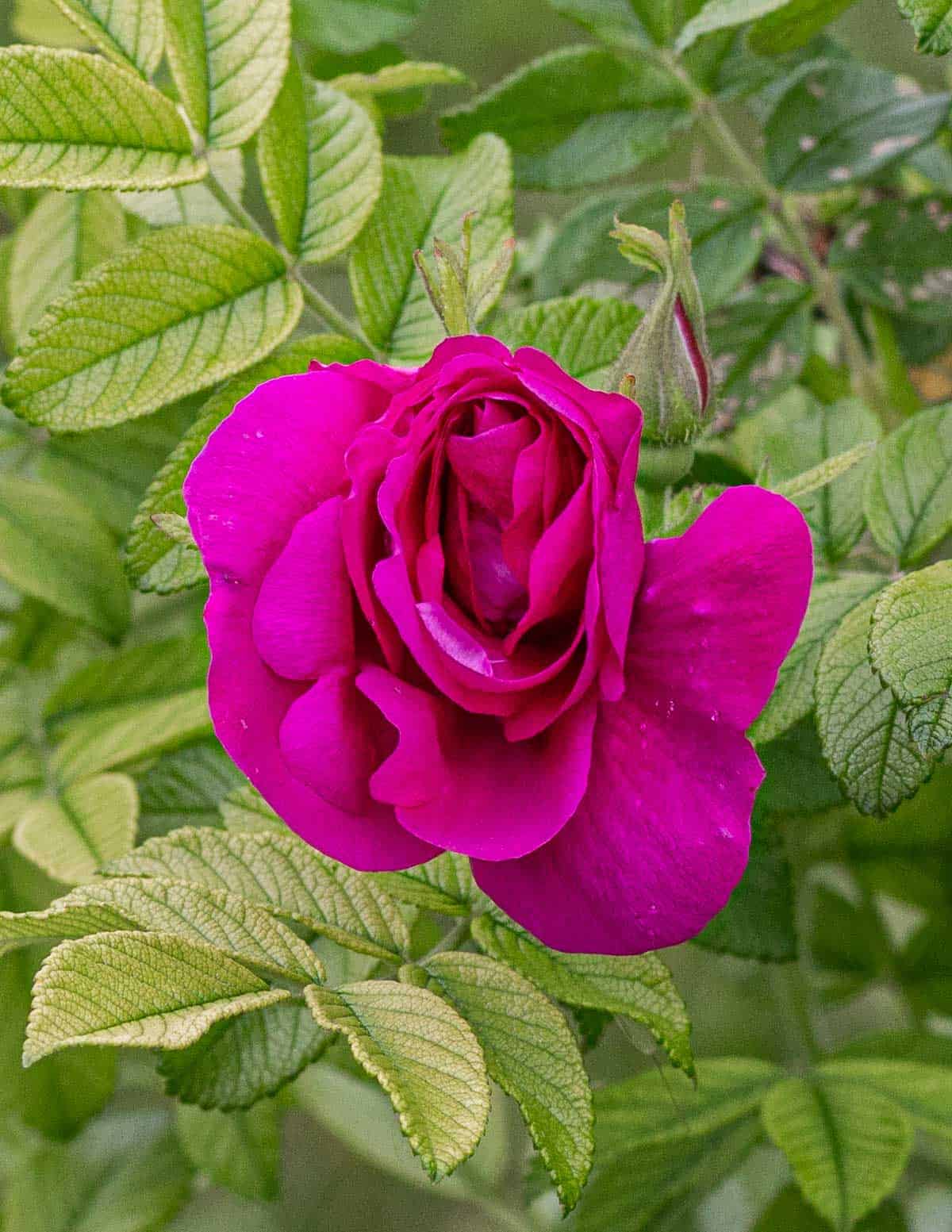 Wild rose flowers growing in the summer. 