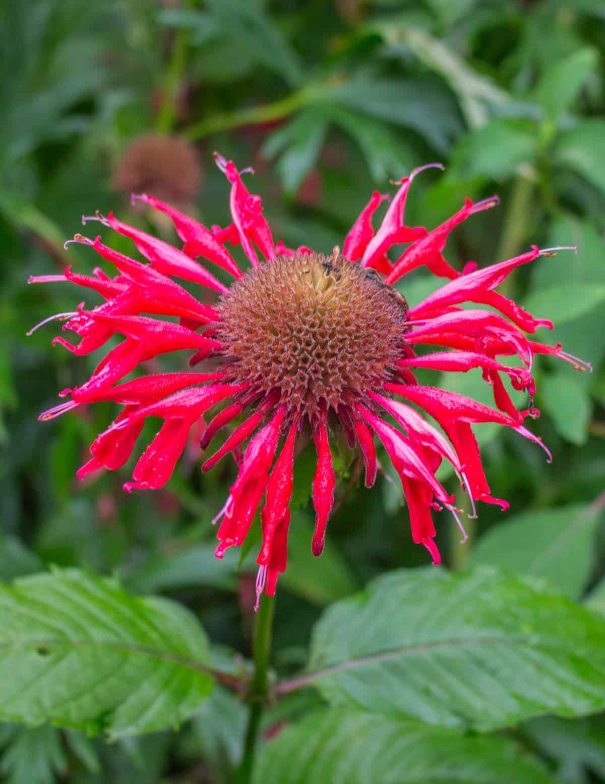 A close up image of red scarlet bee balm flowers. 