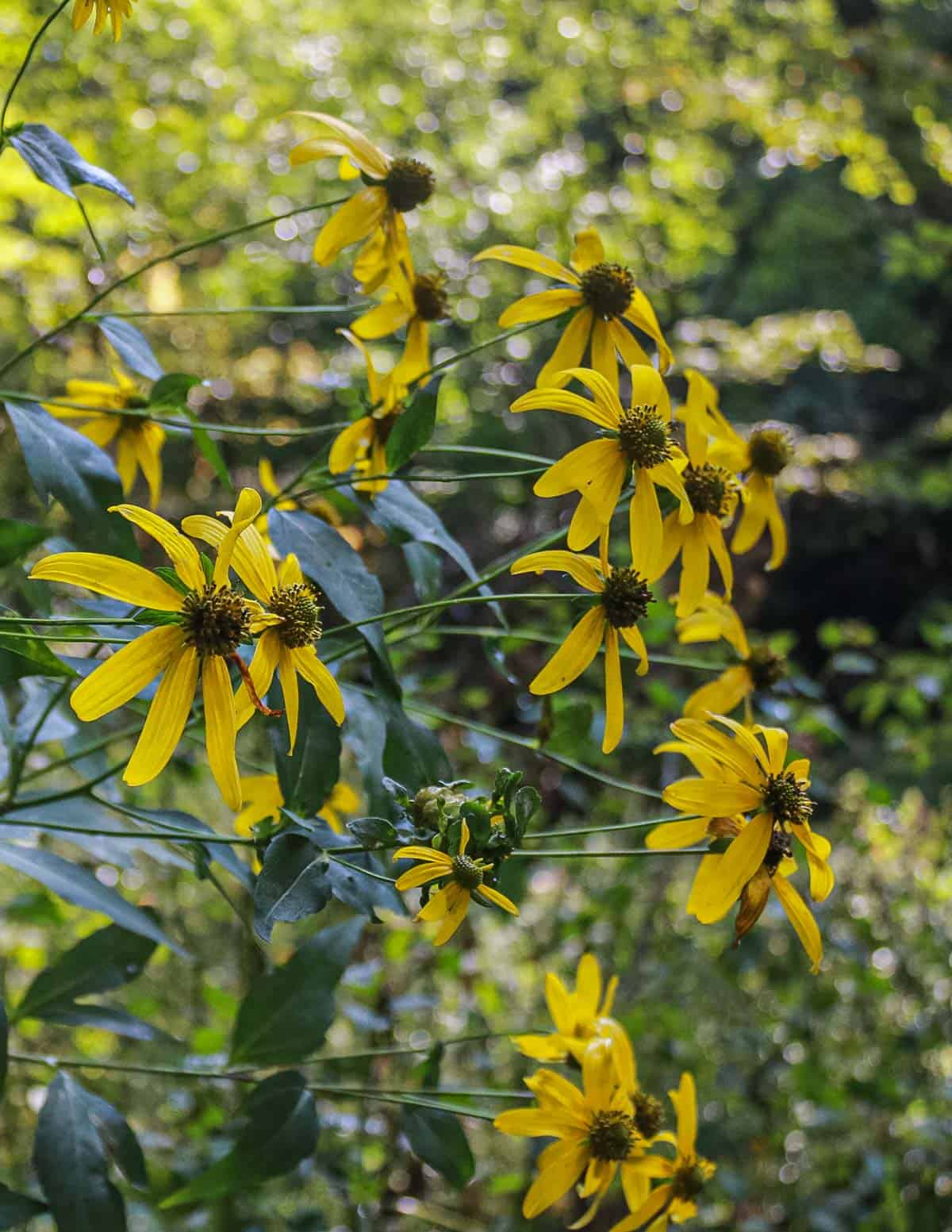 A colony of sochan plants in flower in July. 