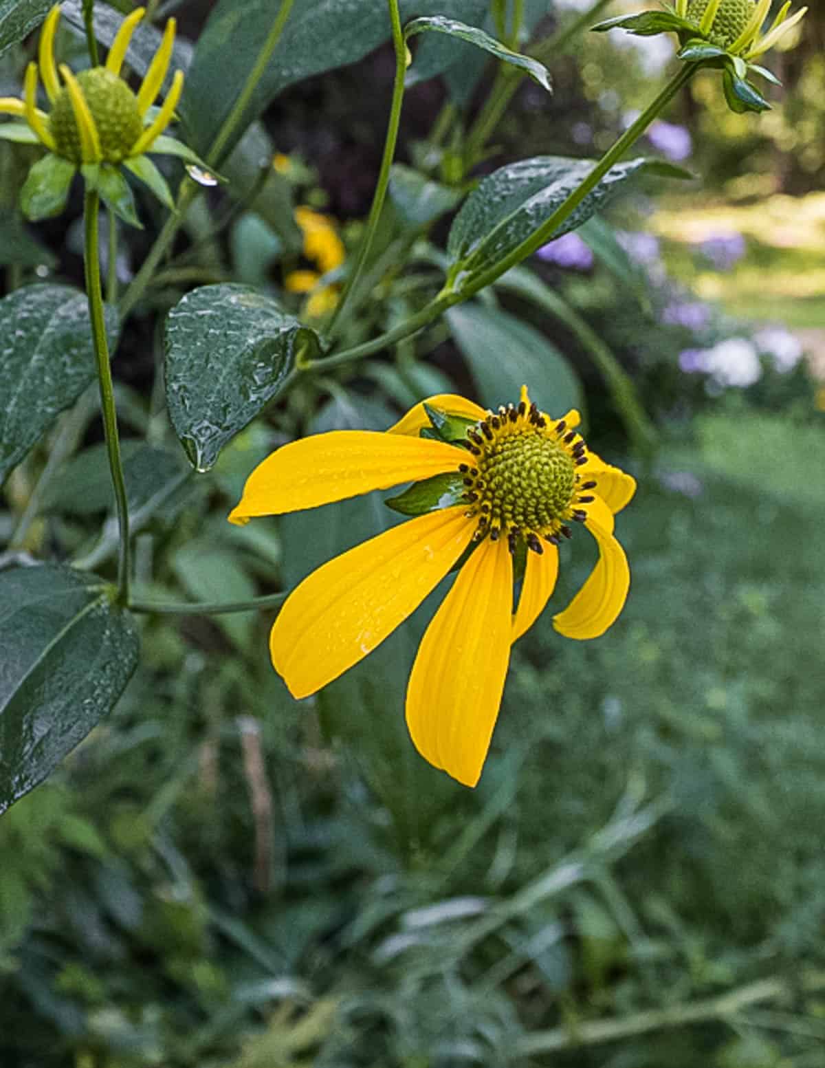 A close up picture of yellow sochan flowers. 