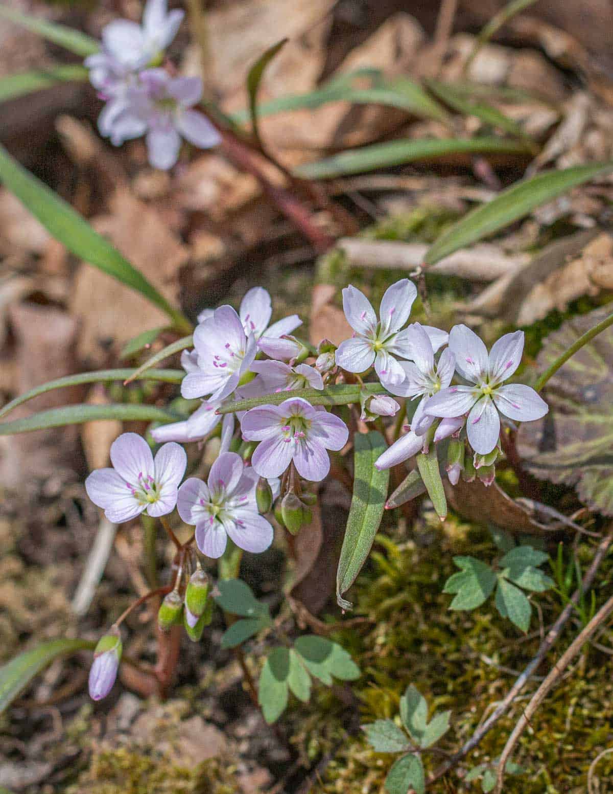 A cluster of Spring beauty flowers growing in the Spring. 