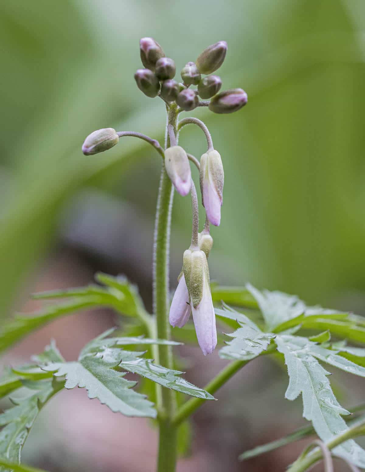 A close up image of cut leaf toothwort flowers. 